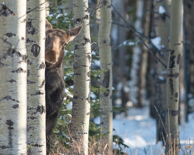 Финалисты конкурса Comedy Wildlife Photography Awards 2018 Финалисты конкурса Comedy Wildlife Photography Awards 2018