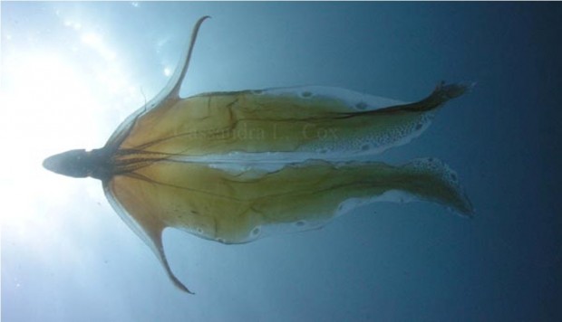 Парящий осьминог или попончатый осьминог (лат. Tremoctopus violaceus) (англ. Blanket Octopus)