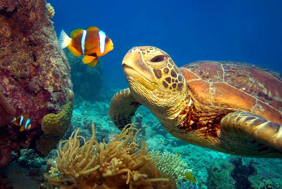 zelyoniecherepaxi 9 Зелёные черепахи на Большом Барьерном рифе