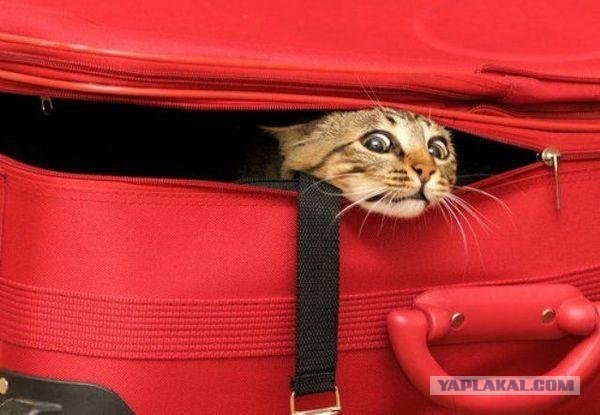 Хохмы-байки для хорошего настроения, сегодня про котофеев Хохмы-байки для хорошего настроения, сегодня про котофеев