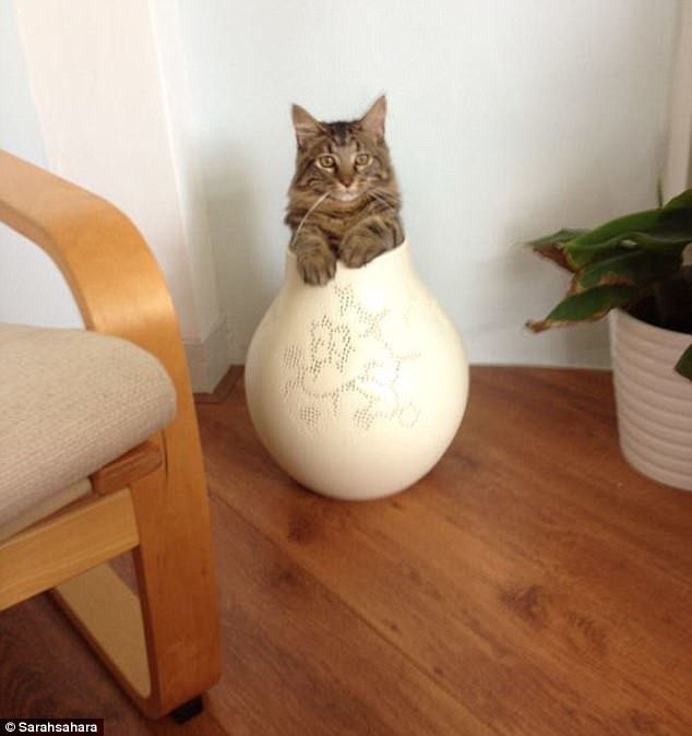 Кошки, которые гуляют сами по себе