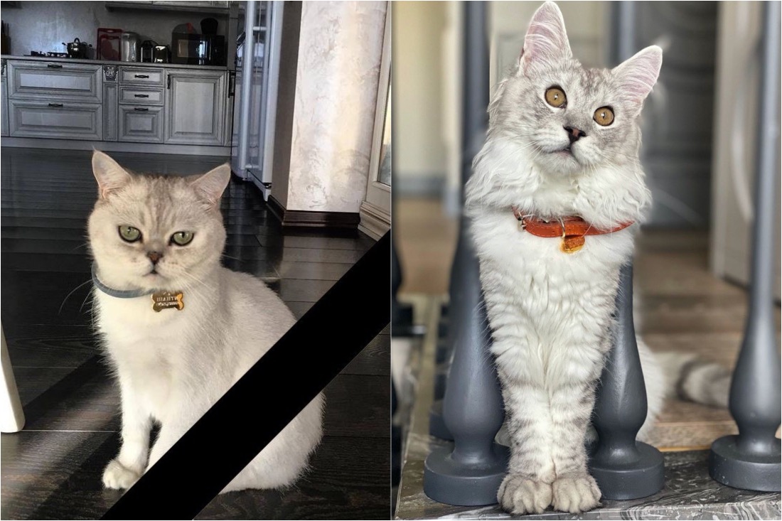 Бывают ли плохие коты, от которых надо избавиться?