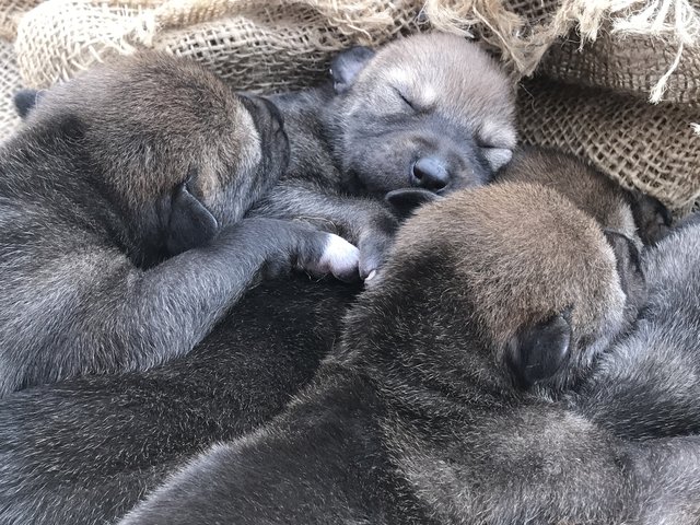 Они только родились и еще не представляют насколько они бесценны!