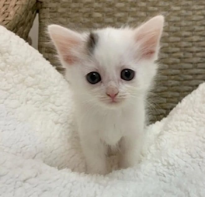 Котенок грустит Грустный котенок
