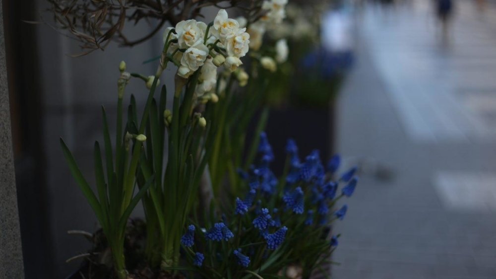 Кемерово украсят 600 цветочных вазонов к лету