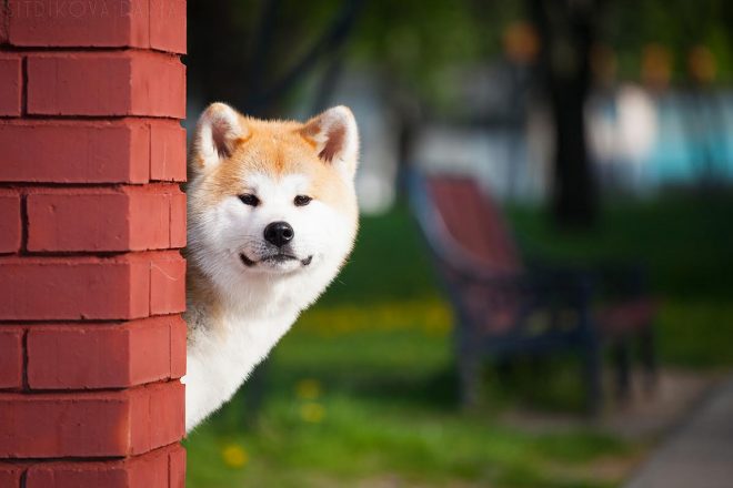 пес Хатико песик