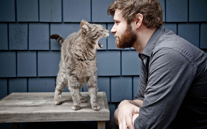 30 способов использования котов в хозяйстве kitties24 30 способов использования котов в хозяйстве