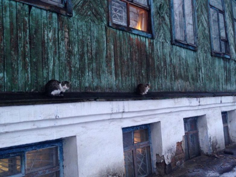 Колоритные уличные коты