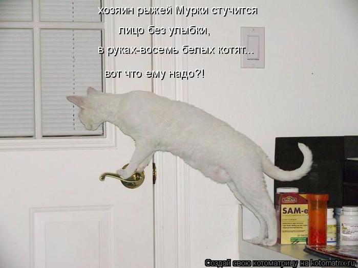 kotomatritsa_7H (1) (700x524, 211Kb)