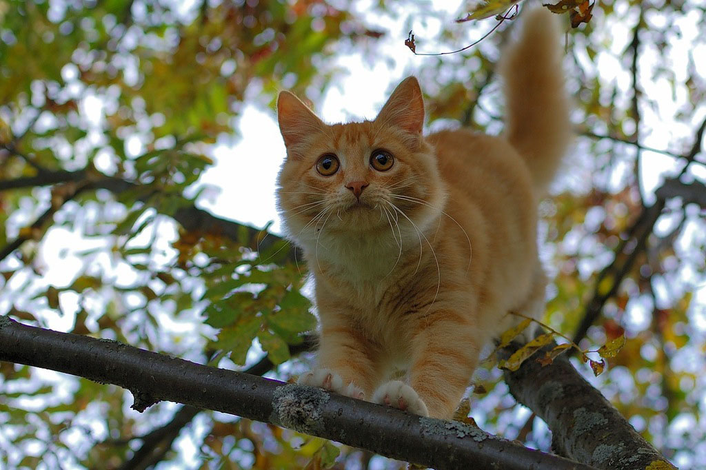 Красивые Фотографии Котов