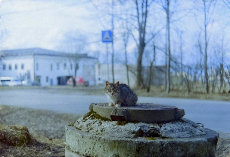 Колоритные уличные коты