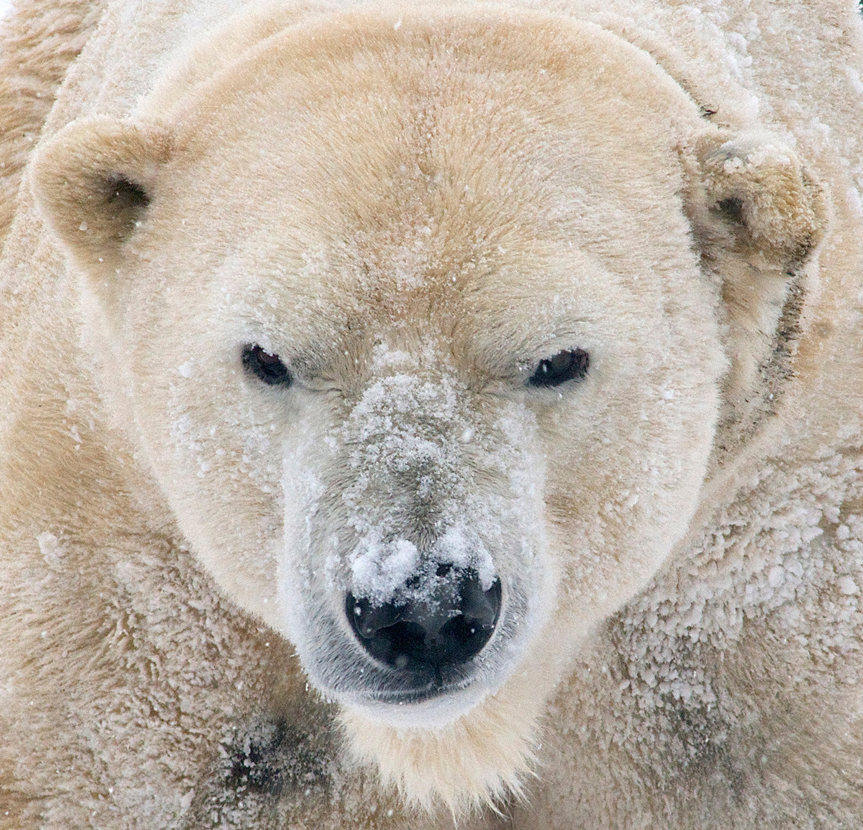 Белый медведь. Ареал обитания: северное полушарие Земли. (Valerie)