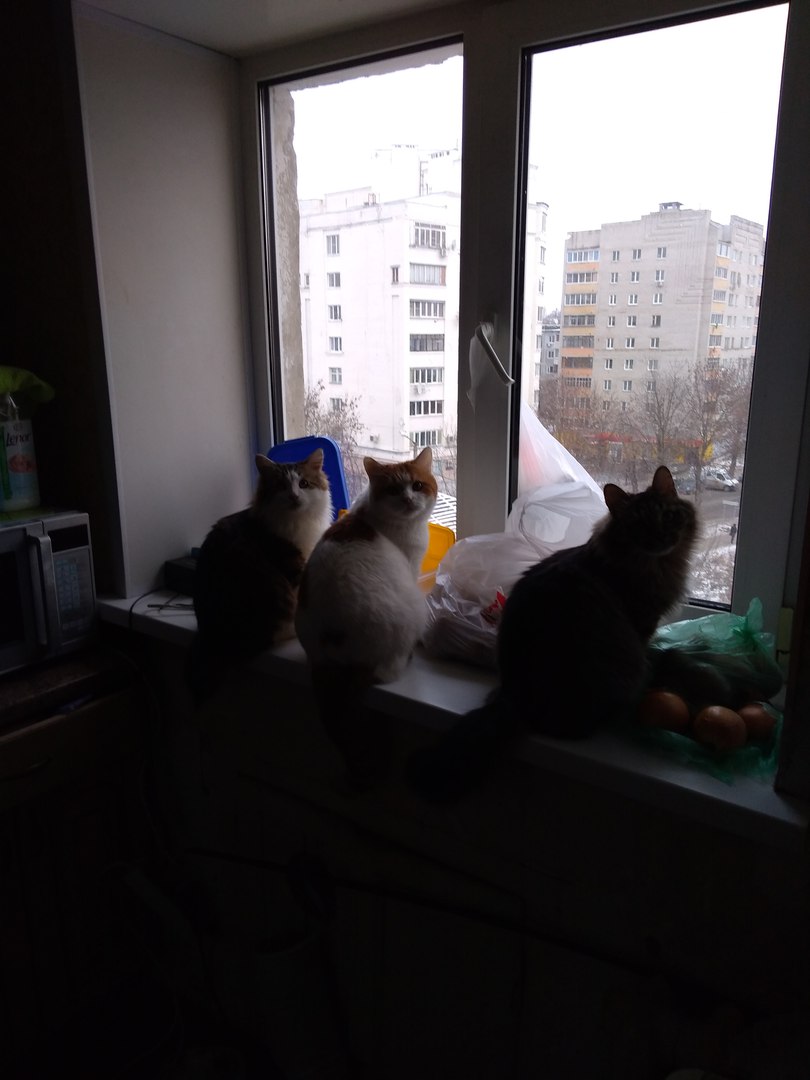 коты