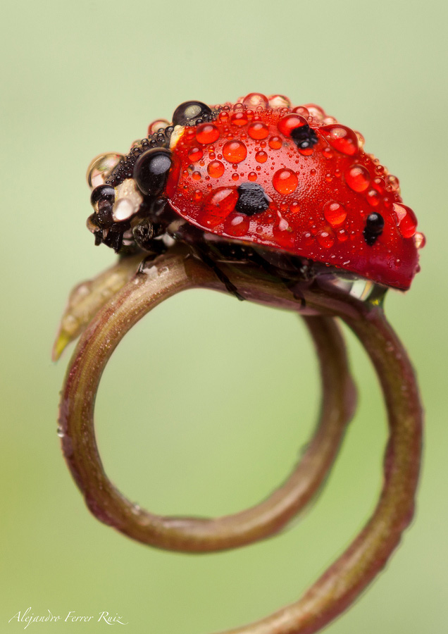 Ladybugs 11     