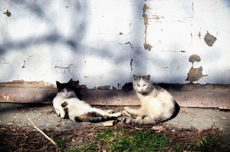Колоритные уличные коты