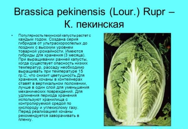 капуста пекинская капуста пекинская