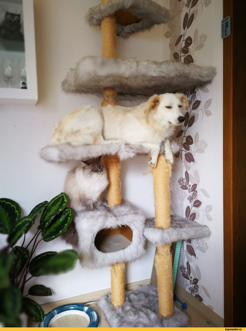 Они считают себя кошками