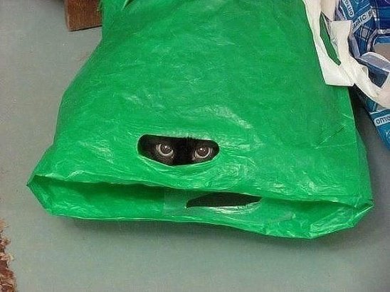 КОТОбудни :) КОТОбудни :)