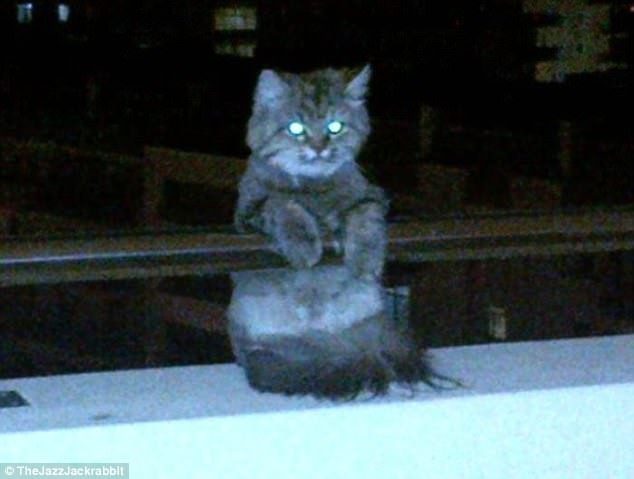 Кошки, которые гуляют сами по себе