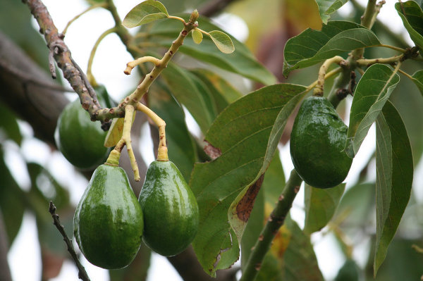 Полезный авокадо. Плод, который возбуждает, сжигает жиры и омолаживает Original