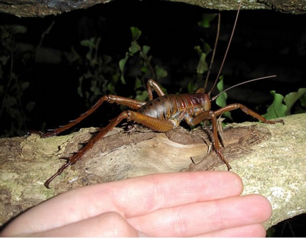 Гигантские уэта (лат. Deinacrida heteracantha) (англ. Giant Weta)