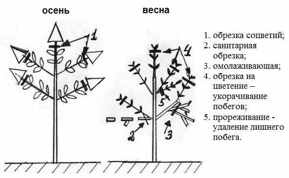 metelchataya_obrezka