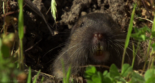 http://mtdata.ru/u26/photoA266/20953828665-0/original.gif#20953828665