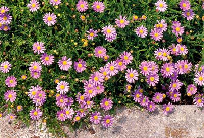 цветы Брахикома фото, выращивание и уход, посадка и полив, характеристики и описание, семена - белые, голубые, фиолетовые, розов