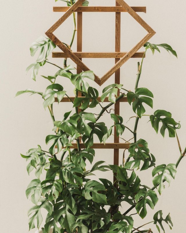 Добавьте к обычной опоре простые геометрические фигуры, и растение приобретет свежий вид