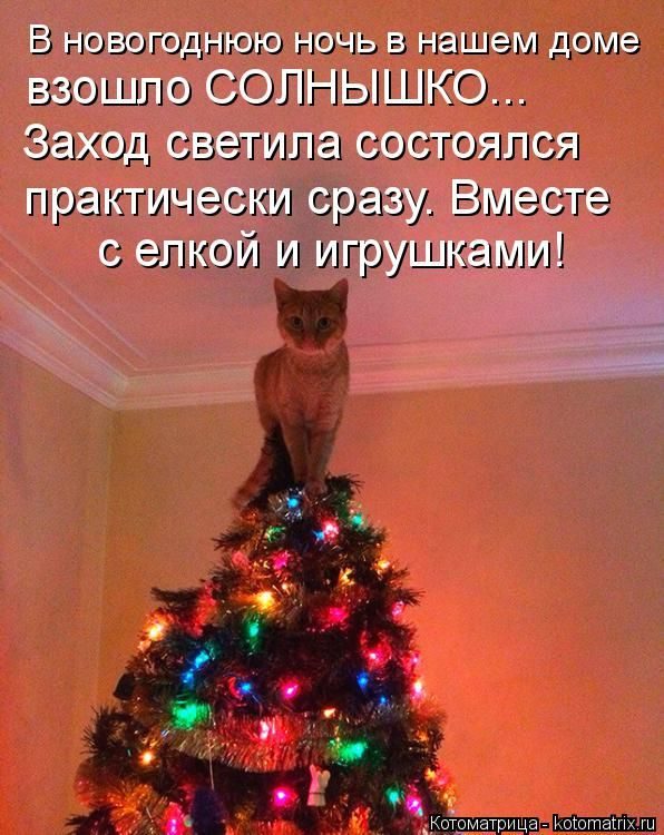 Лучшие котоматрицы недели