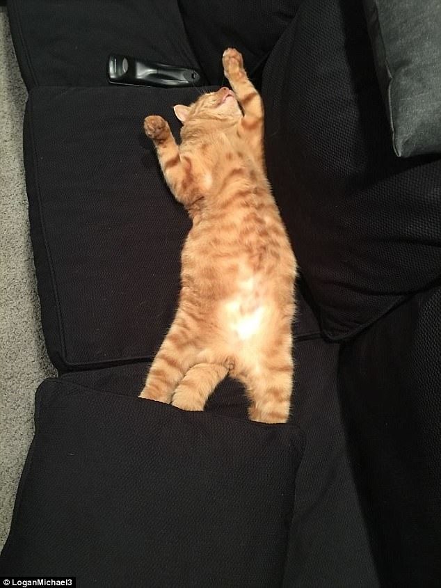 Кошки, которые гуляют сами по себе