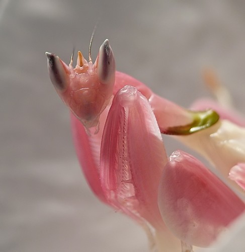 Орхидейный богомол (лат. Hymenopus coronatus) (англ. Orchid Mantis)