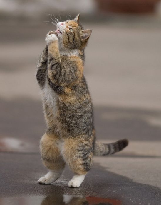 Высказывания Великих людей о кошках (30 фото)