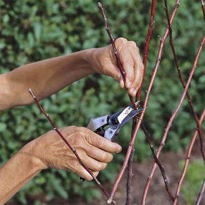 Шпалеры для растений