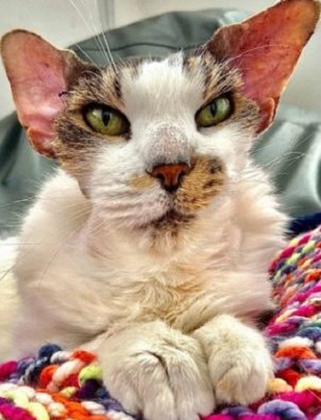 Кот с больными ушами Старый кот