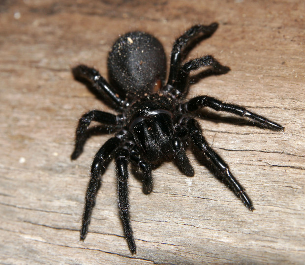 Hexathelidae