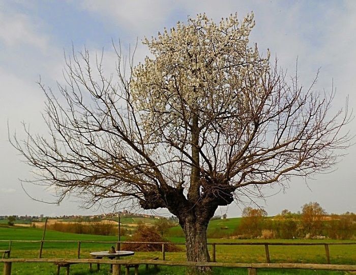 Вишневое дерево на стволе шелковицы дерево, живучесть, жизнь, мир, планета, растительность, фото