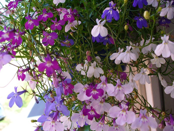 садовые цветы Лобелия однолетняя сиреневые, розовые, фиолетовые, синие, голубые, белые фото, выращивание, посадка и уход, купить