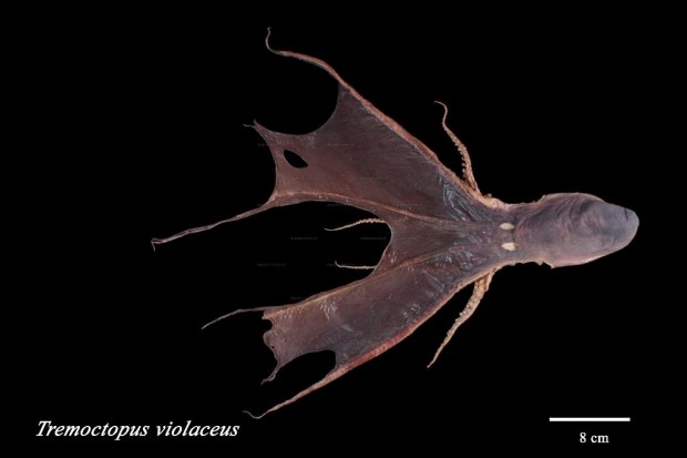 Парящий осьминог или попончатый осьминог (лат. Tremoctopus violaceus) (англ. Blanket Octopus)