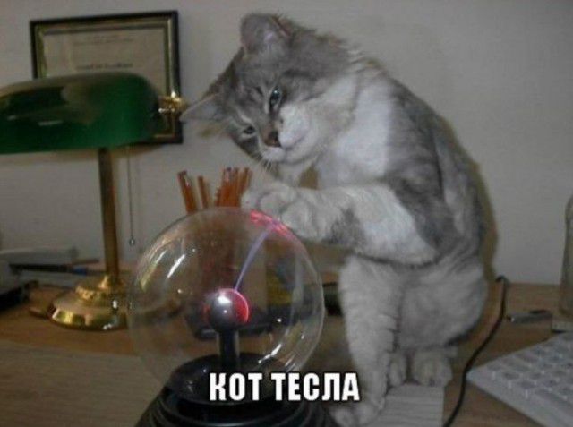 Коты ученых кот, ученые