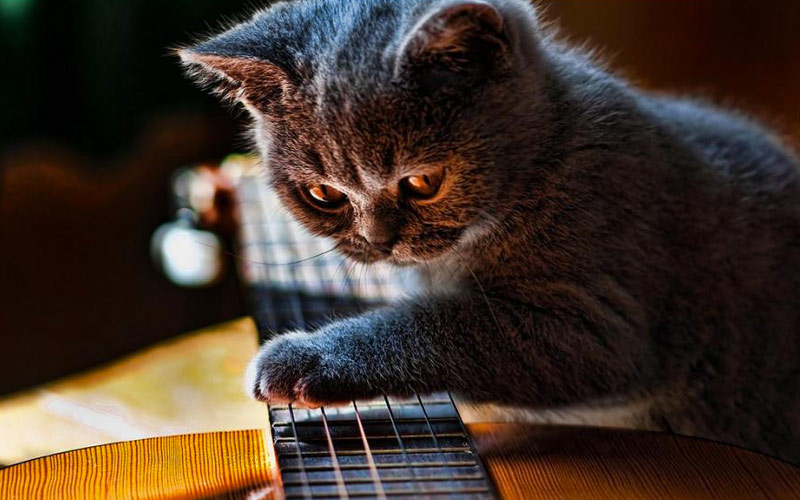 30 способов использования котов в хозяйстве kitties08 30 способов использования котов в хозяйстве