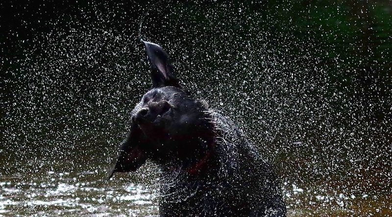Лабрадор после купания Лабрадор после купания весело, вода, животные, забавно, мило, собаки, собачьи игры, фото