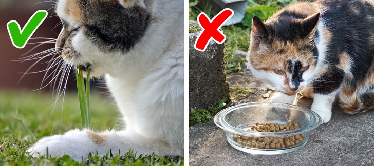 11 признаков плохого самочувствия кошки, на которые обычно не обращают внимания