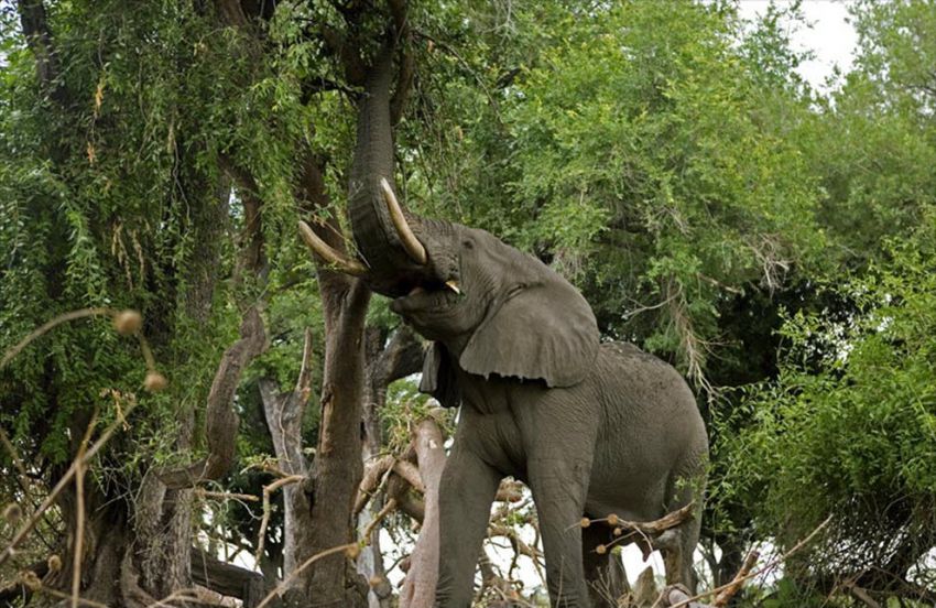 "Официальные" рекорды животных рекорд, животные