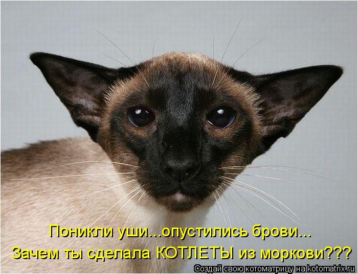 Котоматрица 10 (700x537, 62Kb)