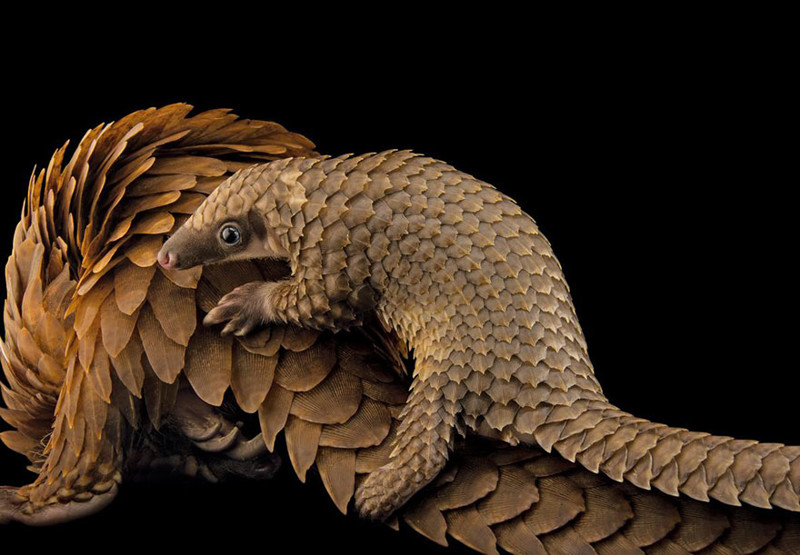 9. Белобрюхий панголин верхом на маме, центр Pangolin Conservation, Сент-Огастин, штат Флорида. 9. Белобрюхий панголин верхом на маме, центр Pangolin Conservation, Сент-Огастин, штат Флорида. national geographic, журнал, мир, фотография