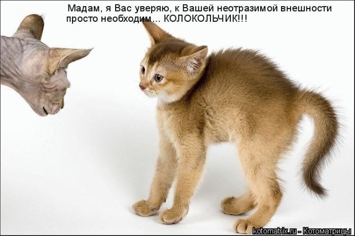 Лучшие котоматрицы недели