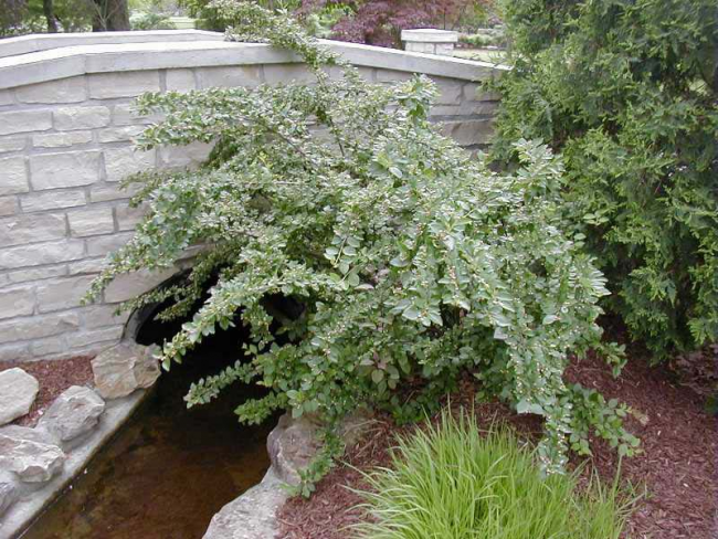 Кустарник в ландшафтном дизайне Кустарник в ландшафтном дизайне