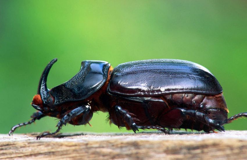 "Официальные" рекорды животных рекорд, животные