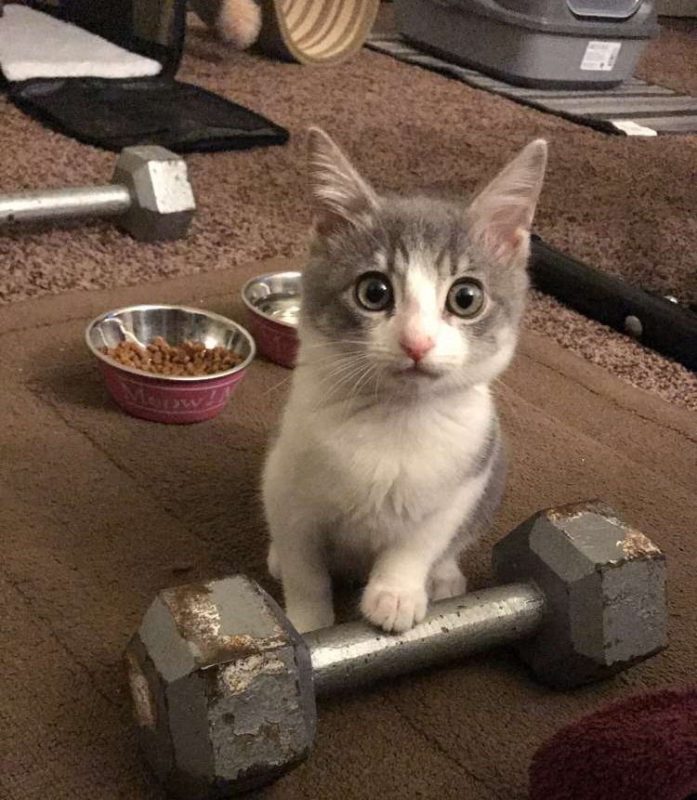 http://goodnewsanimal.ru/_nw/70/81937221.jpg